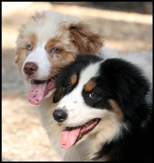 Eterna et Sperenza, nos chiots bergers australiens. n�e � l'�levge, elles sont issues du mariage de Bonnie et Booz.