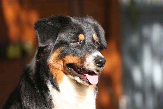 Bonnie, berger australien n�e � l'�levage di u vecchiu.