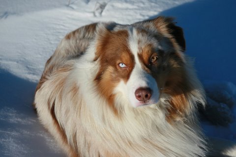 Booz Red Century Legend Eagle Creek's, m�le berger australien n� � l'�levage de nos amis Marc et Val�rie NEVEU, �leveurs de berger australien depuis des ann�es et notamment �leveur de notre chienne berger australien Crusty !