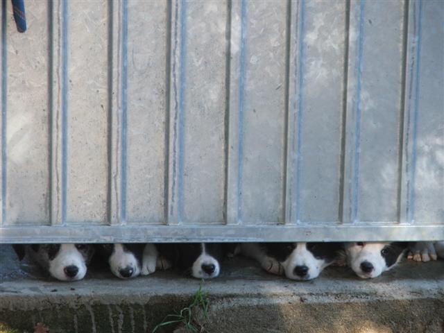 chiot corse, elevage corse de chien, chien en corse, chien corse, �leveur corse, berger australien, border collie, berger allemand, berger blanc suisse, chiot, chiots en corse, vente de chiots, chiot berger australien, chiot berger allemand, chiot border collie, chiot corse