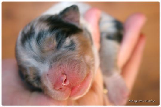 pension pour chiens, pension corse, pensions corses, pensions canines, pensions canines corse, pension canine corse, pensions canines corses, corse, corsica, corsika, corses, cursinu, chien corse, pensionnaires, ajaccio, bastia, corte, calvi, porto-vecchio, al�ria, plaine-orientale, cap-corse, berger australien, �levage berger australien, �leveur de berger australien, berger, australien, chien de berger australien, chien, chiot berger australien, chiot, chiots,  �ducation, chien corse, vente chiot bergers australiens, berger australien d'amerique, france, bergers, australiens, berger, australien, berger australien, marseille, bergers australien,  nice, chiot berger australien disponible, chiots bergers australiens disponibles,  toulon, montpellier, annonce, berger australiens, BERGER AUSTRALIEN, BERGERS AUSTRALIENS, �LEVAGE BERGER AUSTRALIEN, CHIOT BERGER AUSTRALIEN, ANNONCES BERGER AUSTRALIEN, annonces bergers australiens, chiots berger australien disponibles, border collie, borders collies, border colley, borders colleys, chien de troupeau, chien de berger, agility, PACA, BC, chiot border collie, chiots borders collies, eleveur de border collie et de berger australien, vente chiots border collie, �levage canin corse, �leveur canin corse, �leveur de border collie en corse, �leveur de border collie corse, australien shepherd, animaux, venaco, standard, �levage corse, elevage corse, elevage de chien en corse, elevage de chien corse, port�es