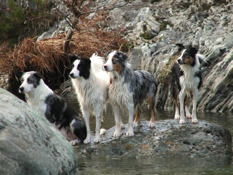 VIP, VICKY, VIXEN et VAMP campent sur leur rocher !