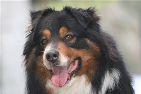 Vic des chemins cathares, notre �talon berger australien. Nous aurons recours �galement � des saillies avec d'autres m�les berger australien !