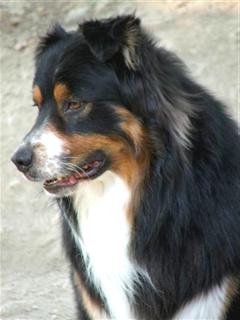 vic, notre �talon berger australien, tr�s beau m�le berger australien noir tricolore