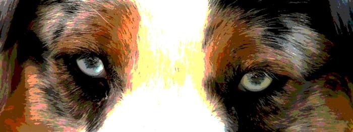 découvrez nos chiens, notre pension pour chiens au couer de la corse et les chiots bergers australiens, les chiots borders collie et bientôt les bergers allemands di u vecchiu !